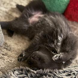 German Shepherd Puppies from Legacy K9’s