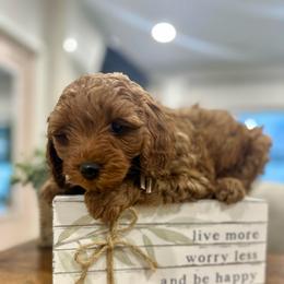 Ember - Red female Cavapoo puppy in Ephrata, Washington from Gingers Cavapoo’s