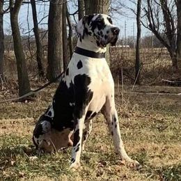 Ferdinand - Great Dane