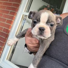Blue Brindle - Blue female Boston Terrier puppy in Charleroi, Pennsylvania from KC’s Boxers