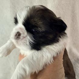 Raquel Welch - Gold and white female Shih Tzu puppy in Winston Salem, North Carolina from Little Miracles Shih Tzu