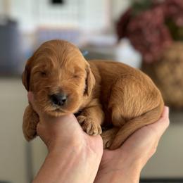 Happy (Blue) - Red  male Goldendoodle puppy in Bay City, Texas from Charming Doods Goldendoodles