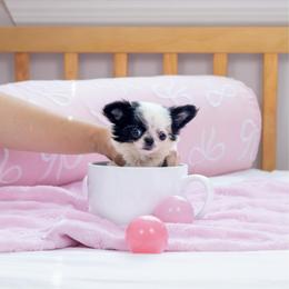 Baby Sophie  12,500 - Black and white female Chihuahua puppy in Jacksonville, Florida from Petits Chihuahuas