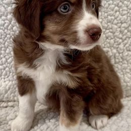 Miniature Australian Shepherds from Auburn's Awesome Aussies