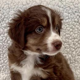 Miniature Australian Shepherds from Auburn's Awesome Aussies