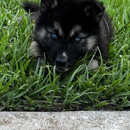 Siberian Husky Puppies from Hargaden Huskies