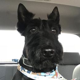 Scottish Terriers from Lake Cumberland Scottie’s