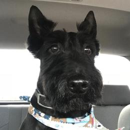 Scottish Terriers from Lake Cumberland Scottie’s