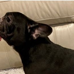 Bulldogs and French Bulldogs from Romanov’s  Bulldogs