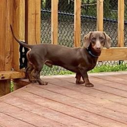 Beau - Dachshund