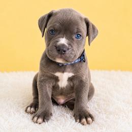 Smudge - Gray brindle male Cane Corso puppy in Haslet, Texas from Trained To Go Corso Kennels (T.T.G. Corso Kennels)