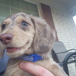 Dachshund Puppies from Faith & Grace Doxies