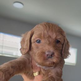 Indie - Red female Bernedoodle puppy in Clovis, California from Delta Doodless