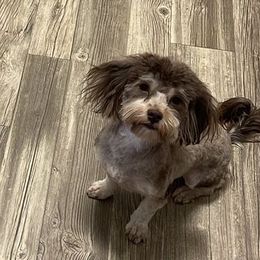 Havanese from Vinny's Puppers