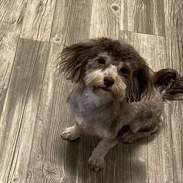 Havanese from Vinny's Puppers