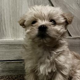 Morkie puppies from Prairie Farms