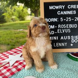 Lenny - Apricot male Aussiedoodle puppy in Hopkins, Missouri from Mowry Creek Mini Aussiedoodles and More