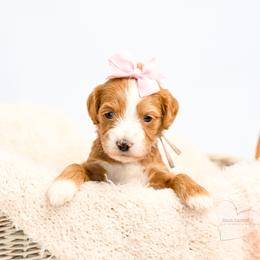 Light Pink - Apricot female Goldendoodle puppy in Platteville, Wisconsin from Beck Kennel