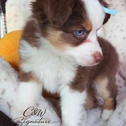 Binx - Red tri male Toy Australian Shepherd puppy in Kenedy, Texas from C&W Signature Canine Co.