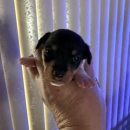 Pup D - White black and tan female Toy Fox Terrier puppy in Clermont, Florida from Debbie Hiles's Toy Fox Terriers