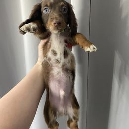 Dachshund Puppies from Dreaming of Dachshunds
