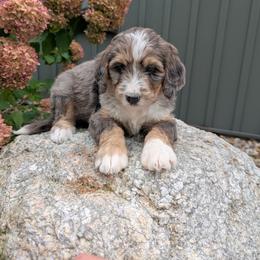 Izzy - Blue merle female Bernedoodle puppy in Beach City, Ohio from Blue Cloud Doodles