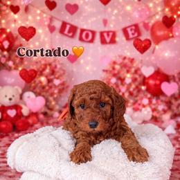 Cortado - Red  male Poodle puppy in Modesto, California from Oso’s Red Toy, Mini, & Standard Poodles