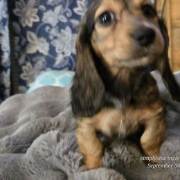 Sleepy - Cream male Dachshund puppy in Willard, Utah from Simply Sharing Love