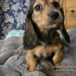 Sleepy - Cream male Dachshund puppy in Willard, Utah from Simply Sharing Love