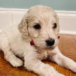 Goldendoodle Puppies from Southern Darling Doodles