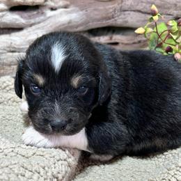 Eddie - Black tri-color male Australian Shepherd puppy in Butler, Georgia from Aussies at Howling Hill Farm