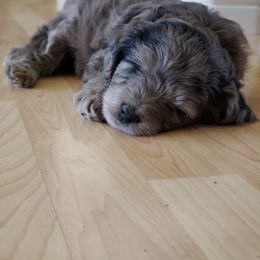 Aussiedoodle and Bernedoodle Puppies from Color Country Doodles