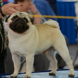 Pugs from Temple Gates Pugs