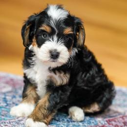 Angus - Tri-color male Bernedoodle puppy in Dundee, Ohio from Down Home Doodle