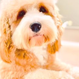 Goldendoodles from Parti Time Doods