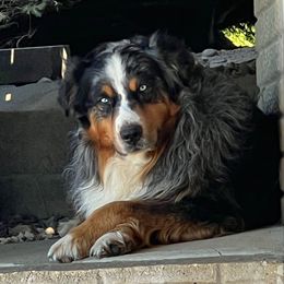 Jacob - Australian Shepherd