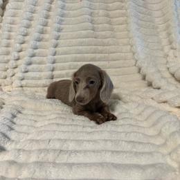 Sweet Pea AKC Registered - Fawn (Isabella) female Dachshund puppy in Magnolia, Texas from J&R Macias Dachshunds