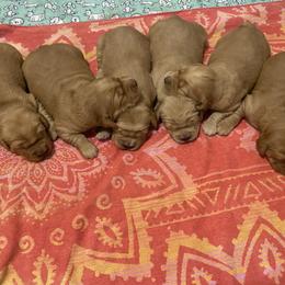 Golden Retriever Puppies from Golden Star Ranch Retrievers