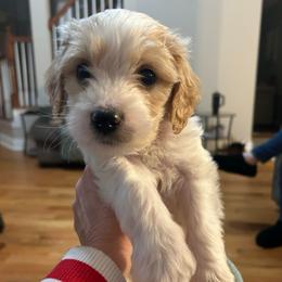 Orange - Parti male Goldendoodle puppy in Millville, New Jersey from Michelle's Doodles