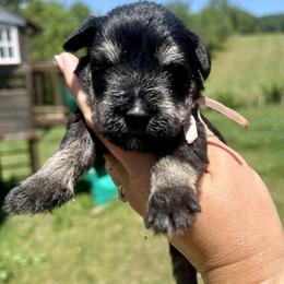 Light Pink Girl - Black and silver female Miniature Schnauzer puppy in Floyd, Virginia from Little River Puppies