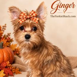 Ginger - Yorkshire Terrier