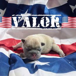 Valor - Blue fawn male French Bulldog puppy in Denver, Colorado from Mecham Family kennels -MechamFrenchies
