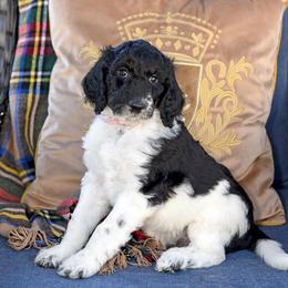 Luna - Parti female Goldendoodle puppy in Idaho Falls, Idaho from High Quality Goldendoodles