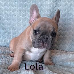 French Bulldog Puppies from Queenbeebullies