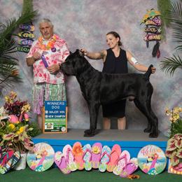 Riddick - Cane Corso