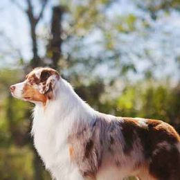 Australian Shepherds from Catalina Australian Shepherds