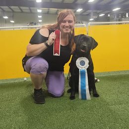 Labrador Retrievers from Tsuki Labradors