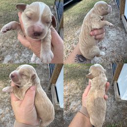 Golden Girl - Golden female English Cocker Spaniel puppy in Millen, Georgia from Pine Hill Kennels