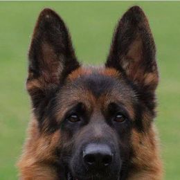 German Shepherds from Von Rechtschaffenheit School of Dog Training