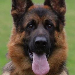 German Shepherds from Von Rechtschaffenheit School of Dog Training